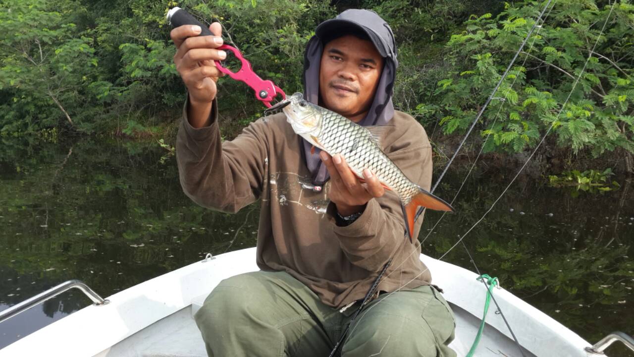 กระสูบหน้าผา 4