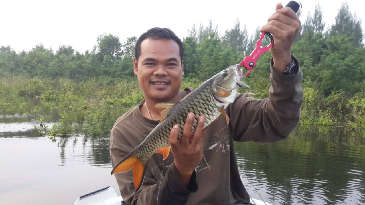 กระสูบหน้าผา 4