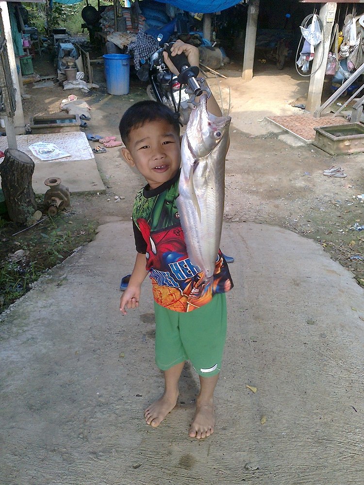 มีภาพปลาเบี้ยวมาฝากอีกแลวครับ
