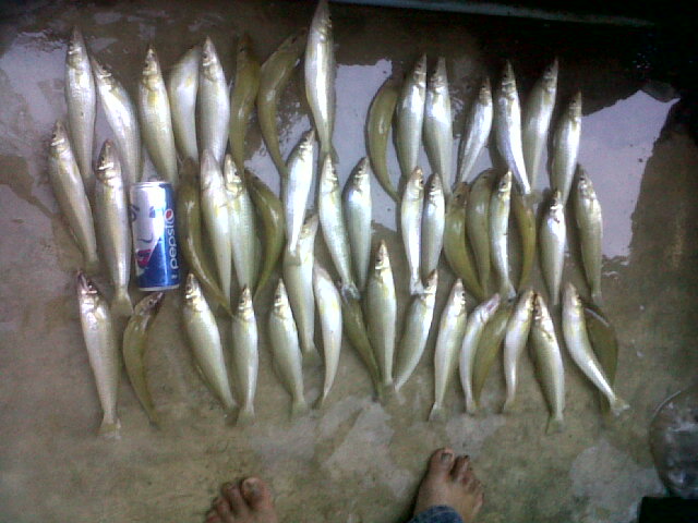 ว่างๆเลยไปตกเห็ดโคนมา