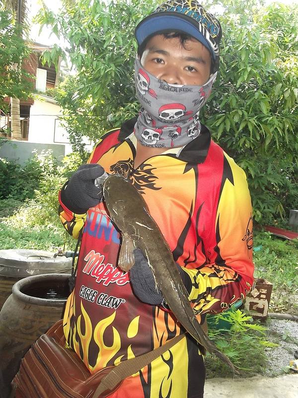 ช่อนนาบัว