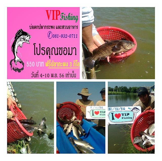 บ่อ VIP โปร 550บาท ฟรี 3 กิโล บ่อมีลงปลาเก๋า และกะพงเพิ่มรวมกว่า 600 kg