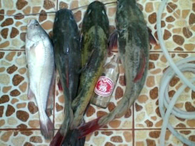 น้ำมาปลากินมด น้ำลดมดไม่ได้กินปลา คนเอาไปกินหมด 