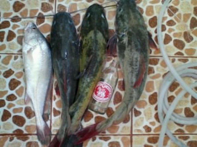 น้ำมาปลากินมด น้ำลดมดไม่ได้กินปลา คนเอาไปกินหมด 
