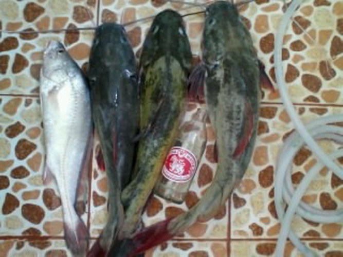 น้ำมาปลากินมด น้ำลดมดไม่ได้กินปลา คนเอาไปกินหมด 
