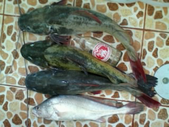 น้ำมาปลากินมด น้ำลดมดไม่ได้กินปลา คนเอาไปกินหมด 