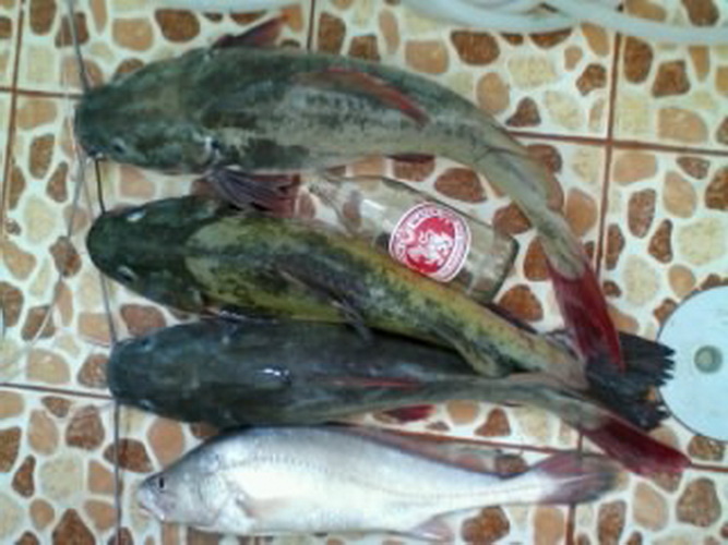 น้ำมาปลากินมด น้ำลดมดไม่ได้กินปลา คนเอาไปกินหมด 