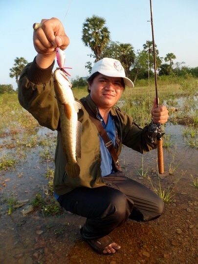ช่อนนาน้ำท่วม (เพชรบุรี) 
