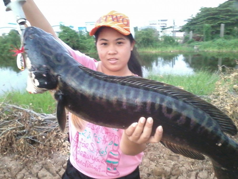 ผลงานจากกบกระโดด NJ Lure