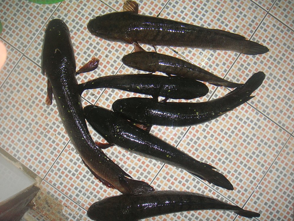 ลองหยดน้ำสีใหม่ครับ SnakeHead Angler Club