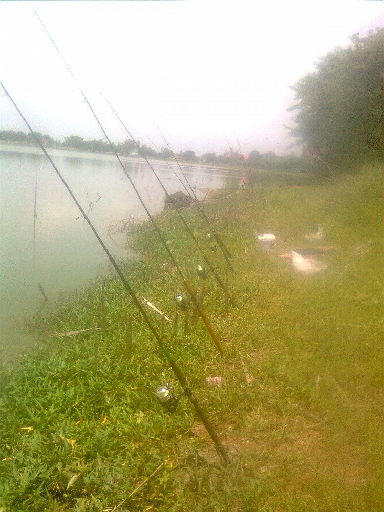 ตกปลาช่อน
