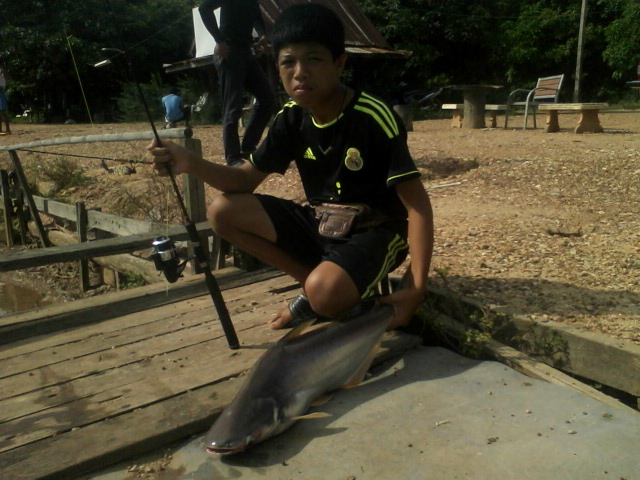 ตกปลาช่อน