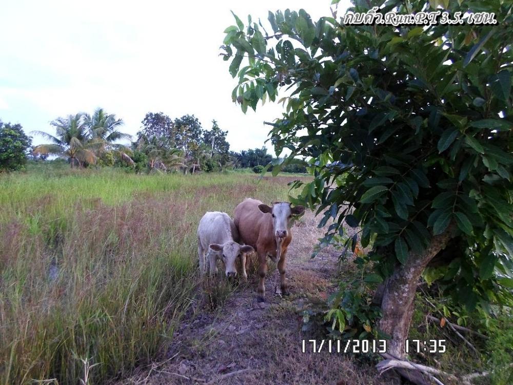 ...ช่อนท้องนา..พัทลุง..ยามเย็น..