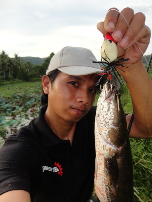 ปลาช่อนยามเย็น@phuket