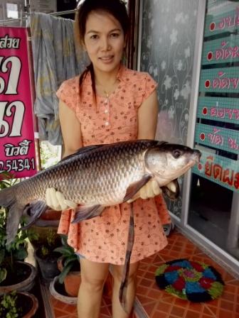 ลองส่งคับถ้าส่งได้มีอีกเยอะ(บ่อธรรมชาติกลางทุ่งนา)