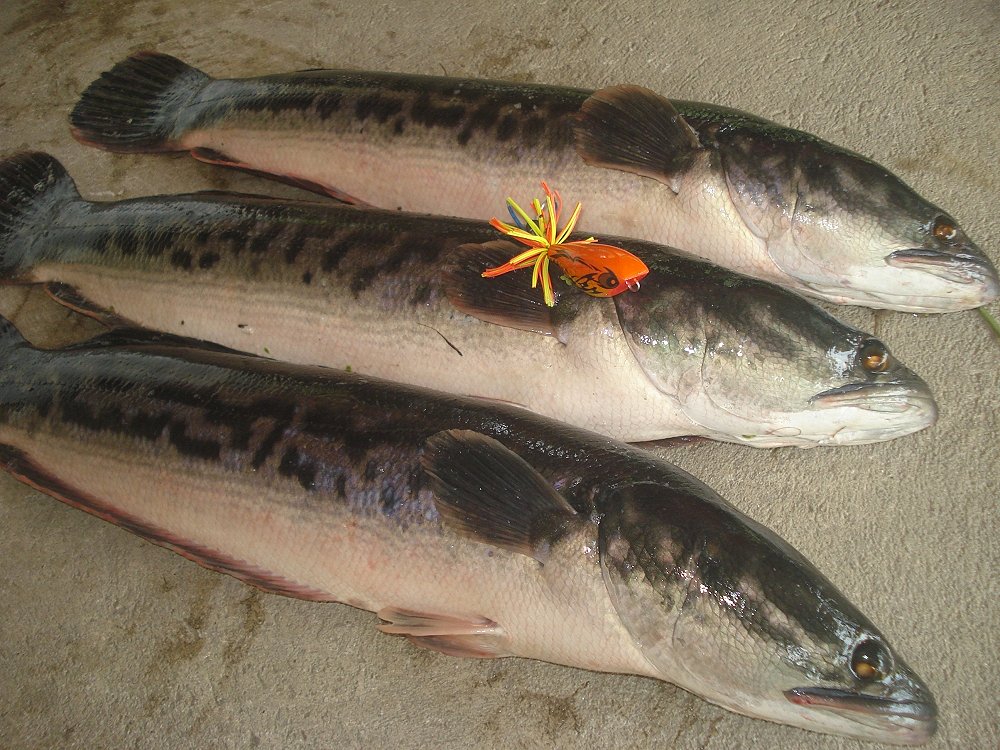 โดนมา3