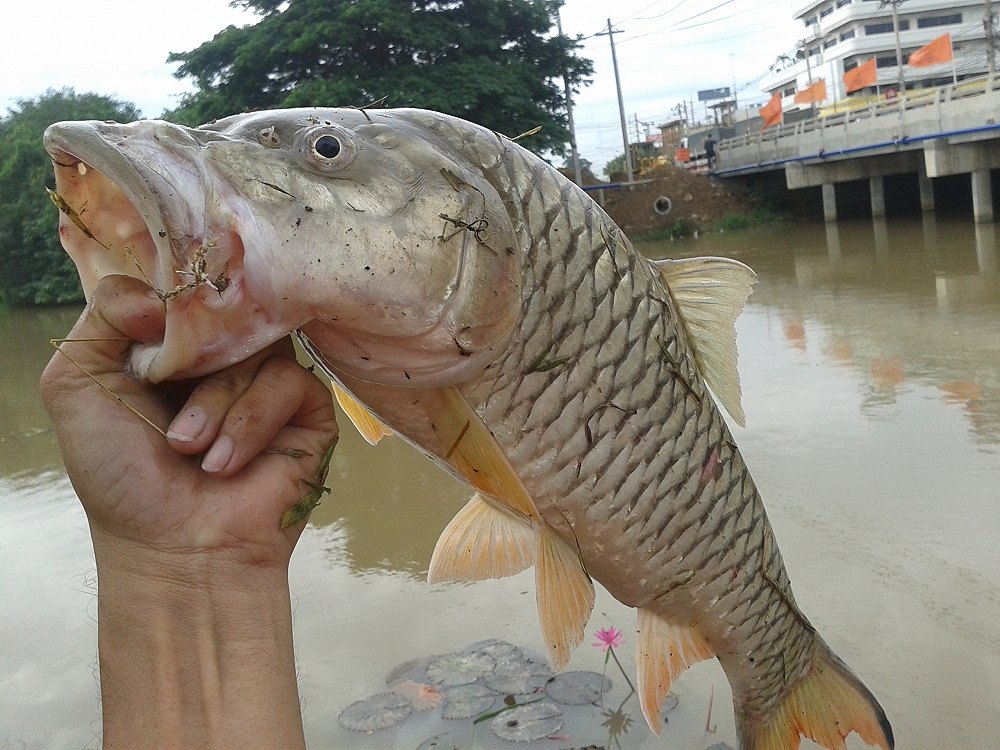 คลองชลครับ