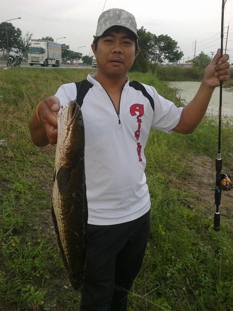 ช่อนอยุธยากับกัตจัง