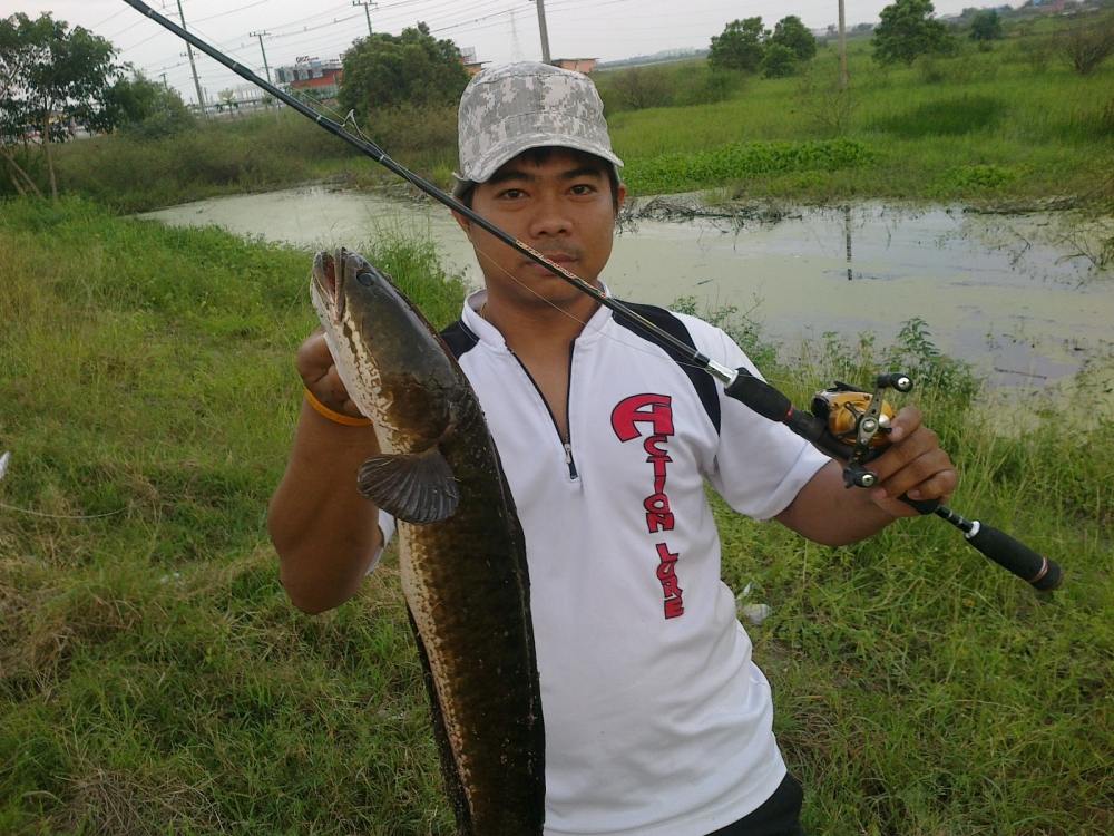 ช่อนอยุธยากับกัตจัง