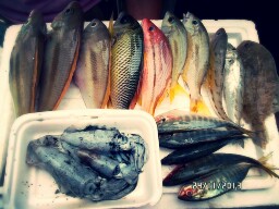 ชิวๆ@เกาะล้าน