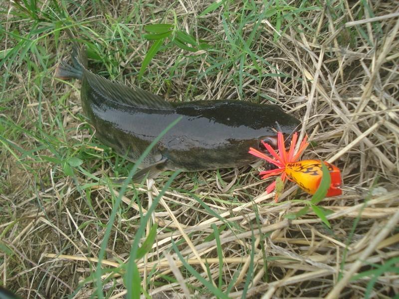 พอหายอยาก