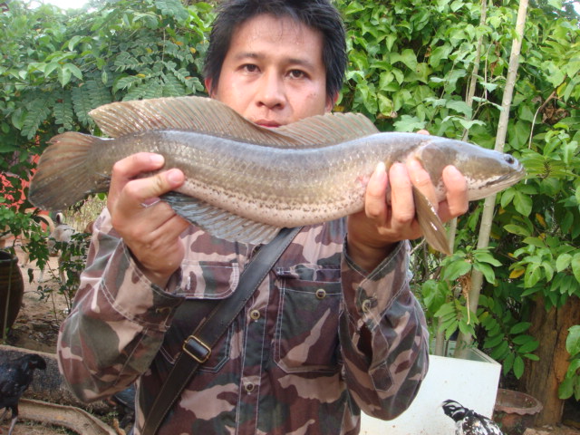 มันส์คนเดียว ช่อนใหญ่ไซล์ 2 กิโลครับผม