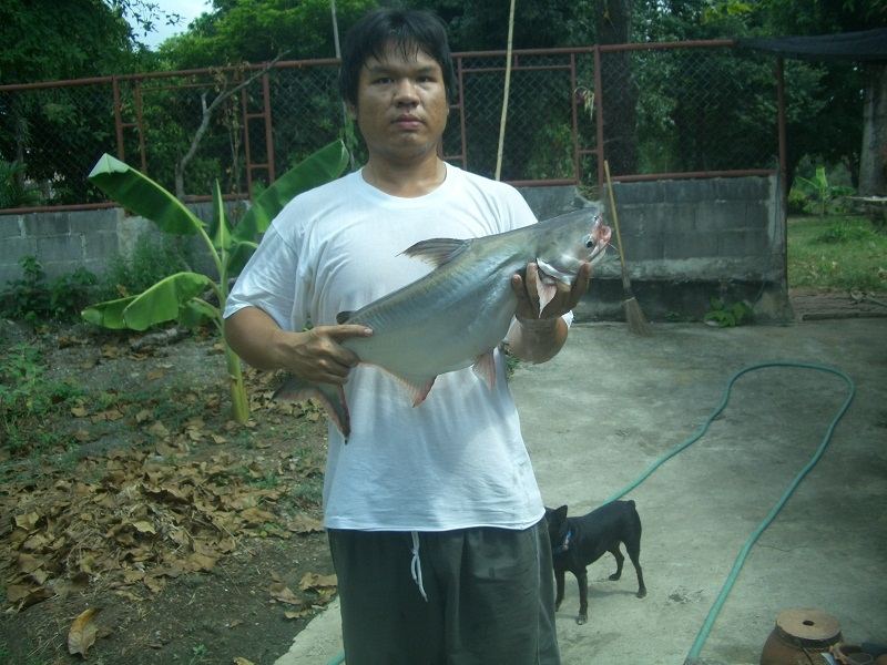 เทโพตัวแรกอย่างเป็นทางการครับ 