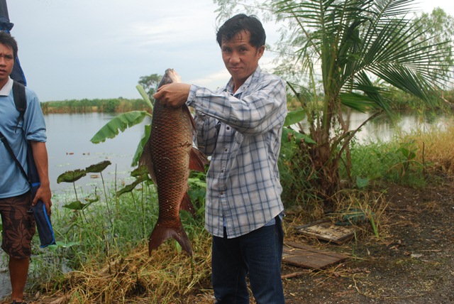 บ่อหนุ่มบางวัว (บ่อปลารวม) วันที่ 23,24 - 11 - 56