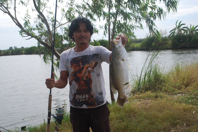 บ่อหนุ่มบางวัว (บ่อปลารวม) วันที่ 23,24 - 11 - 56