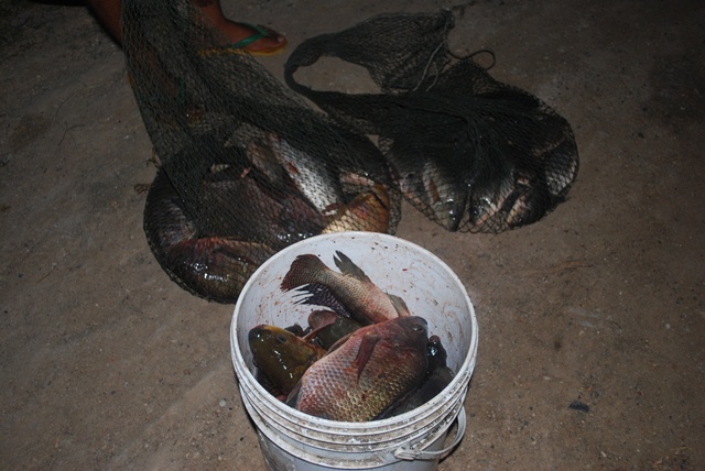 บ่อหนุ่มบางวัว (บ่อปลารวม) วันที่ 23,24 - 11 - 56