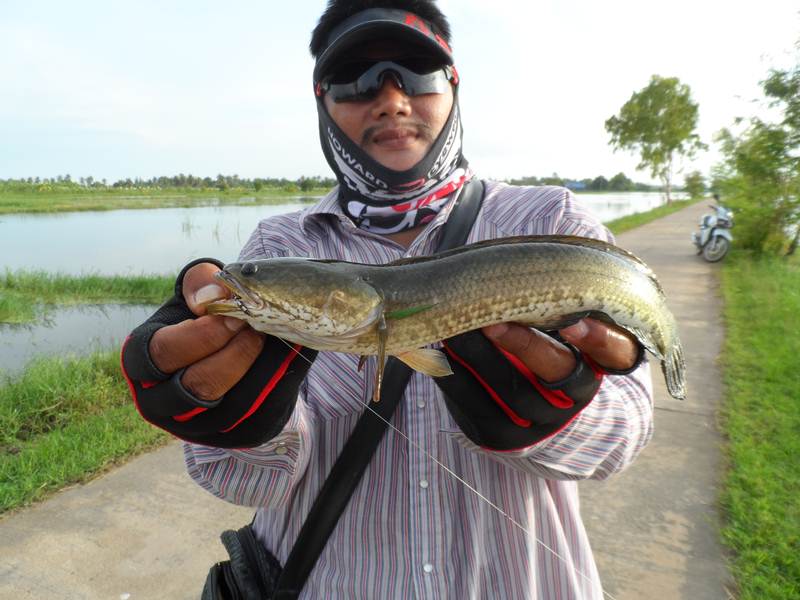 หนุกหนาน..ไปกับ กบ"กัตจัง" 