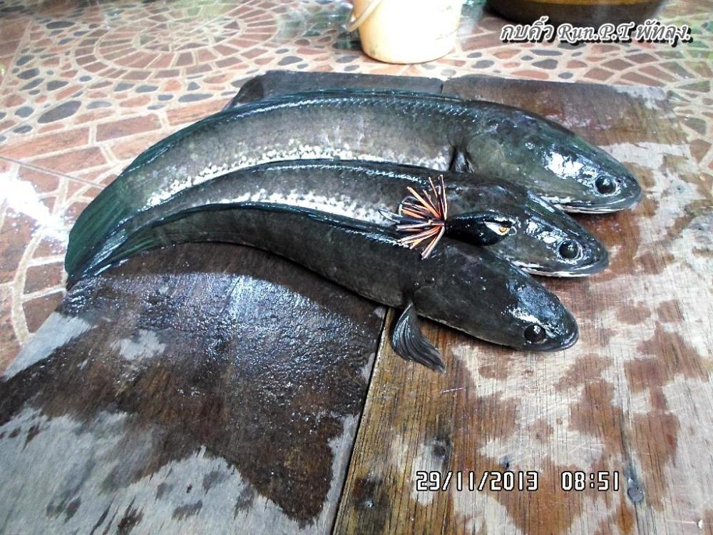 คิ้วมินิ 3.5 ปะทะ ช่อนพัทลุง ตัวที่ 3. 8.5 ขีด
