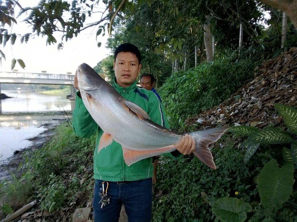 กระสูบและสวายแม่น้ำปิงคับ