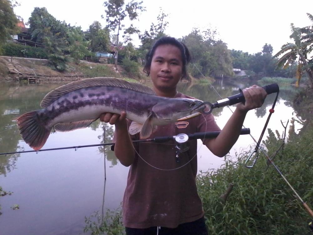 ปลาชะโดแม่น้าจรเข้สามพัน จ.สุพรรณบุรีครับ