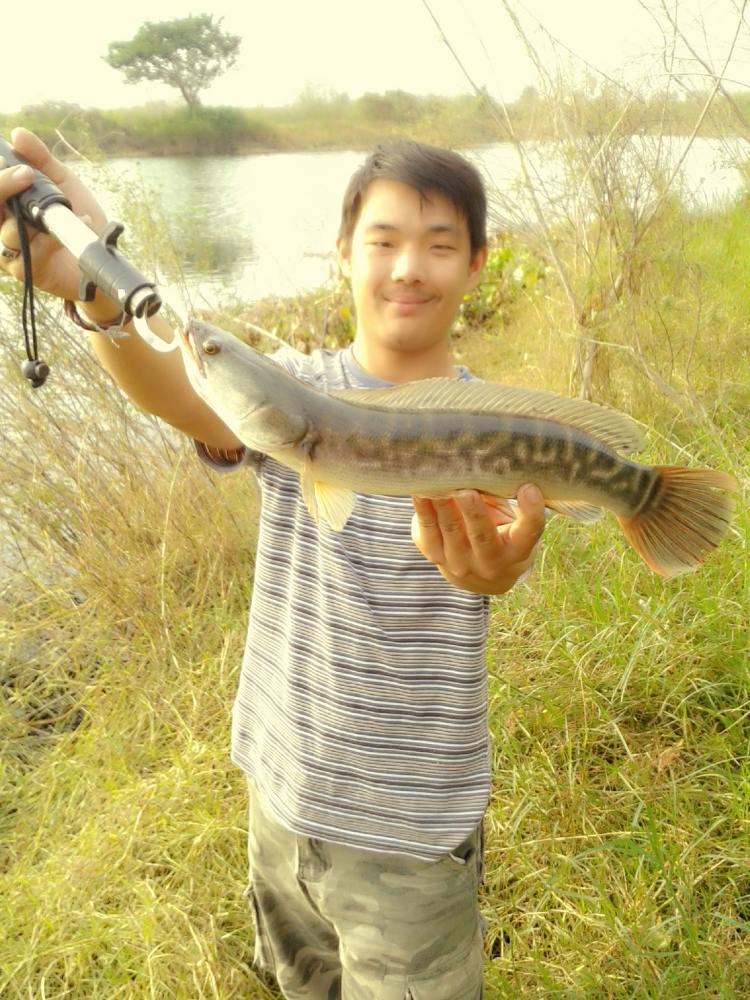 ชะโดน้อย