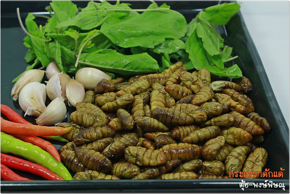 ผัดกระเพราดักแด้
