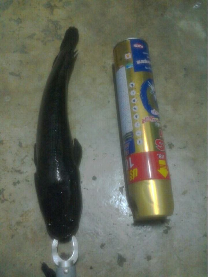 ช่อนนาครับ(ตามกระแส) ลพบุรี