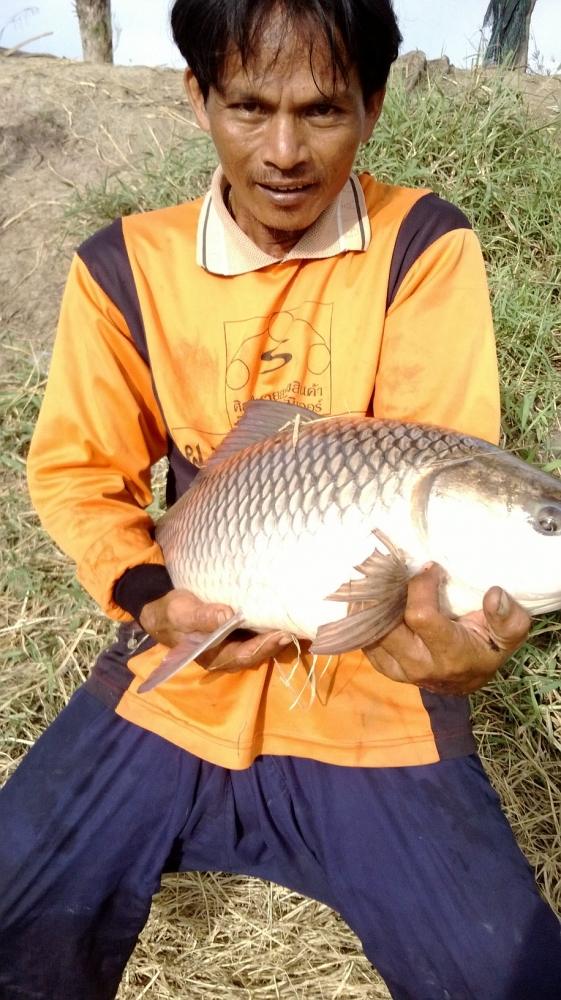 สุชาติกระชังแตก3  ไม่พอผัดขี้เมาให้ขี้เมาผัด