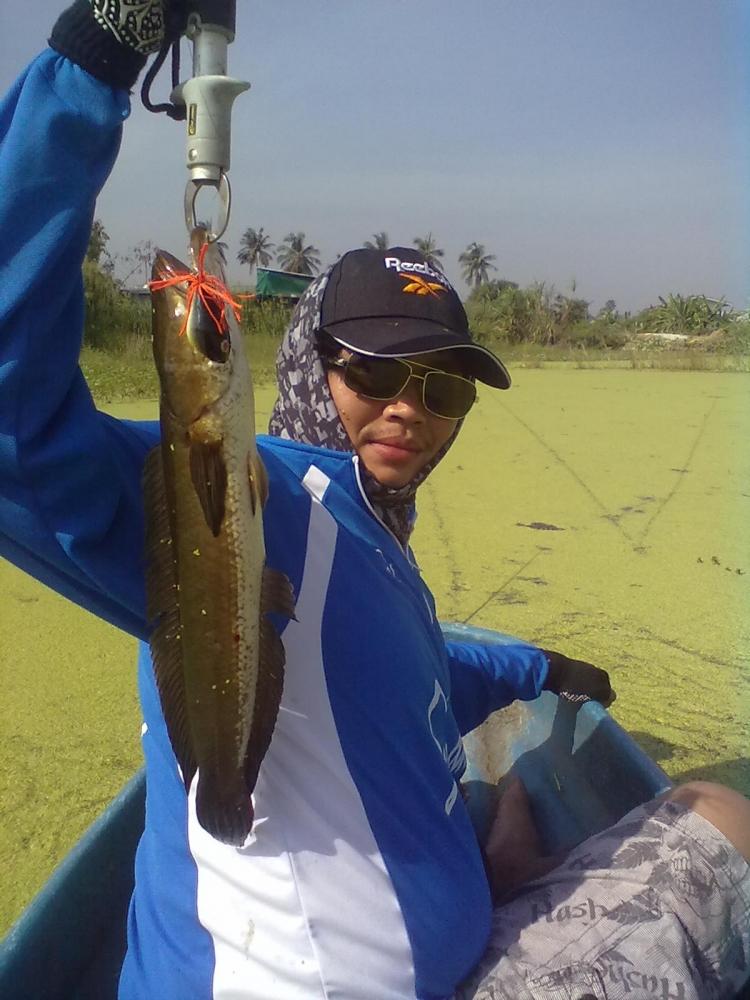 Snakehead Angler Club.ผลงาน กบกะโดด 100 C.C.