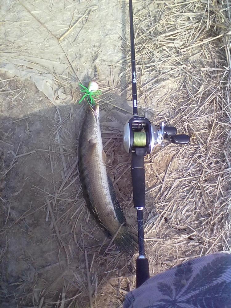 Snakehead Angler Club.ผลงาน กบกะโดด 100 C.C.