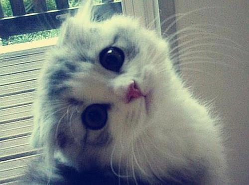 วิธีการบอกรัก ของน้องแมว