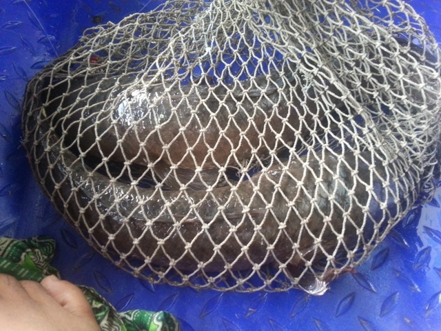 ปลาช่อนคลองวัดบัวโรย