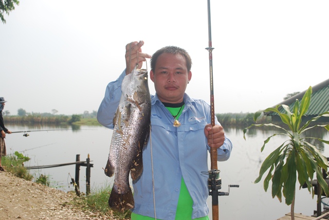 บ่อหนุ่มบางวัว (บ่อปลารวม) วันที่ 14,15 - 12 - 56