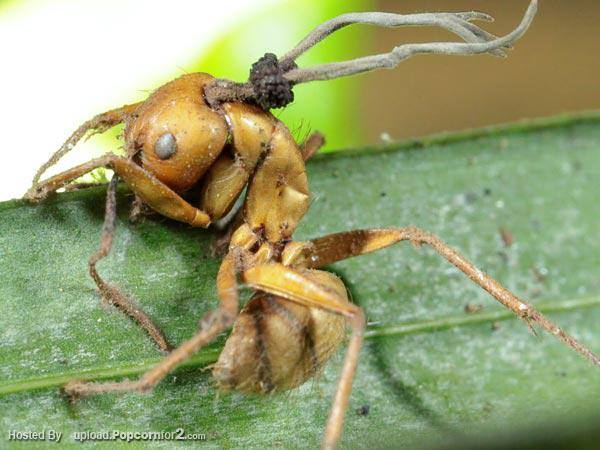 เชื้อราผีดิบ | Ophiocordyceps camponoti-balzan