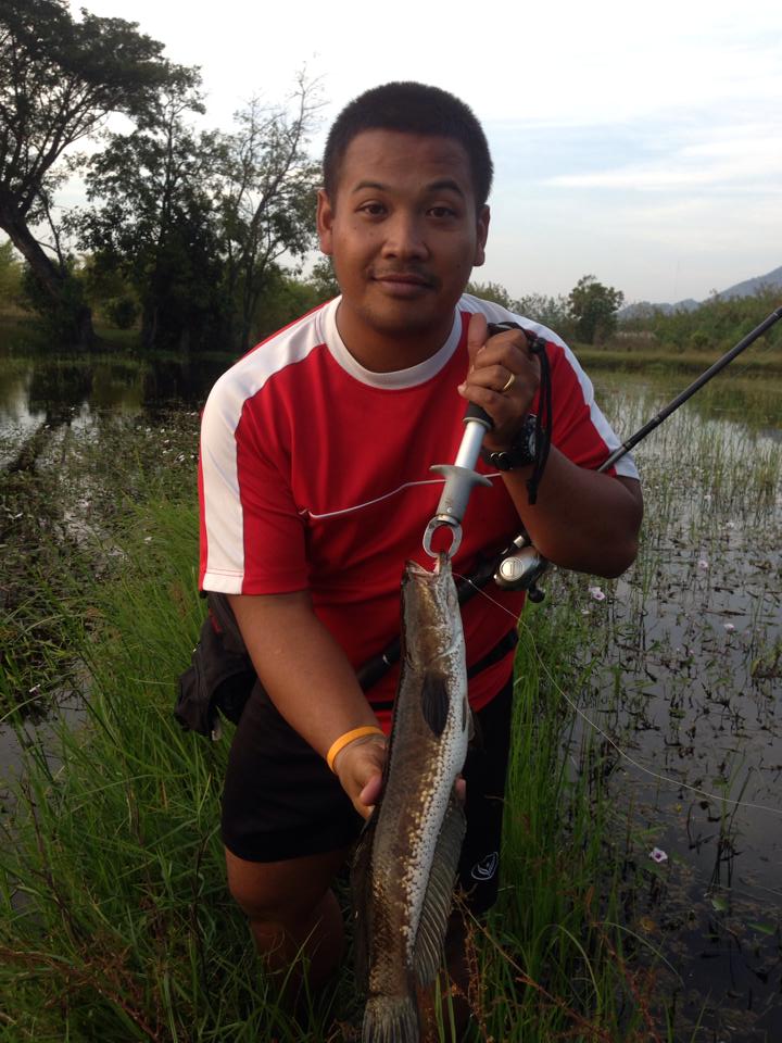 ช่อนนาครับ(ตามกระแส) ลพบุรี2