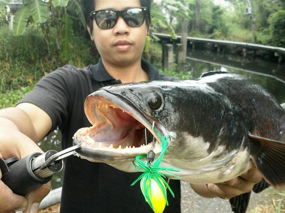 กบ Aod บางเขน แห่งทุ่งบางเขน