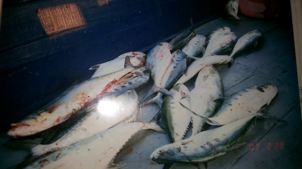 Queen Fish ชื่อภาษาอังกฤษ ของ ปลาสละ คับ