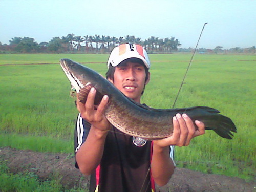 ปลาช่อนใหญ่ หลังจากหามานาน
