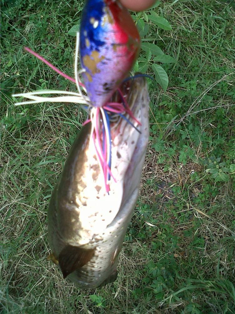 ปลาเก่าเอามาเล่าใหม่