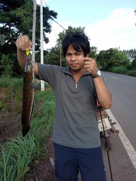 ช่อนนาปราจีน